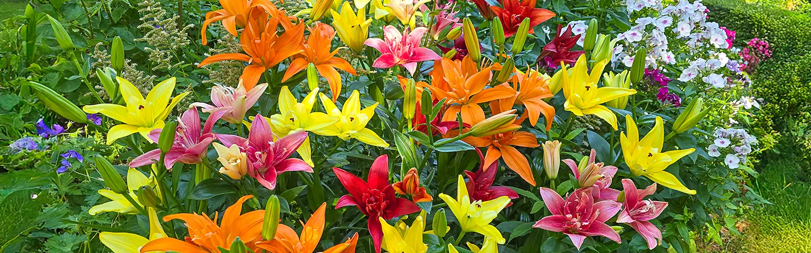 Premium Holland Bulbs for Less
