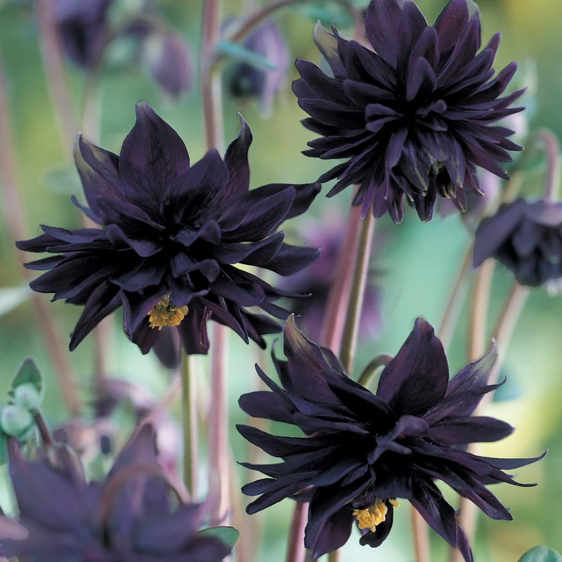 New for Spring Planting